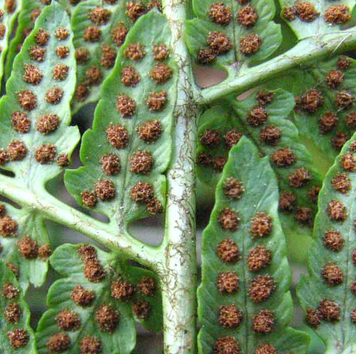 胞子嚢群は葉の先端から中央付近までつき,その羽片は短縮しない.また,胞子が飛散した後も枯れない.